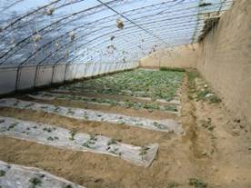 Solar greenhouse Tibet